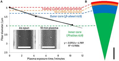 Revealing Spider Silk's 3D Nanostructure Through Low Temperature Plasma Etching and Advanced Low-Voltage SEM